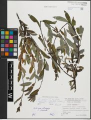 Foto von Salix appendiculata Vill. x Salix purpurea L.